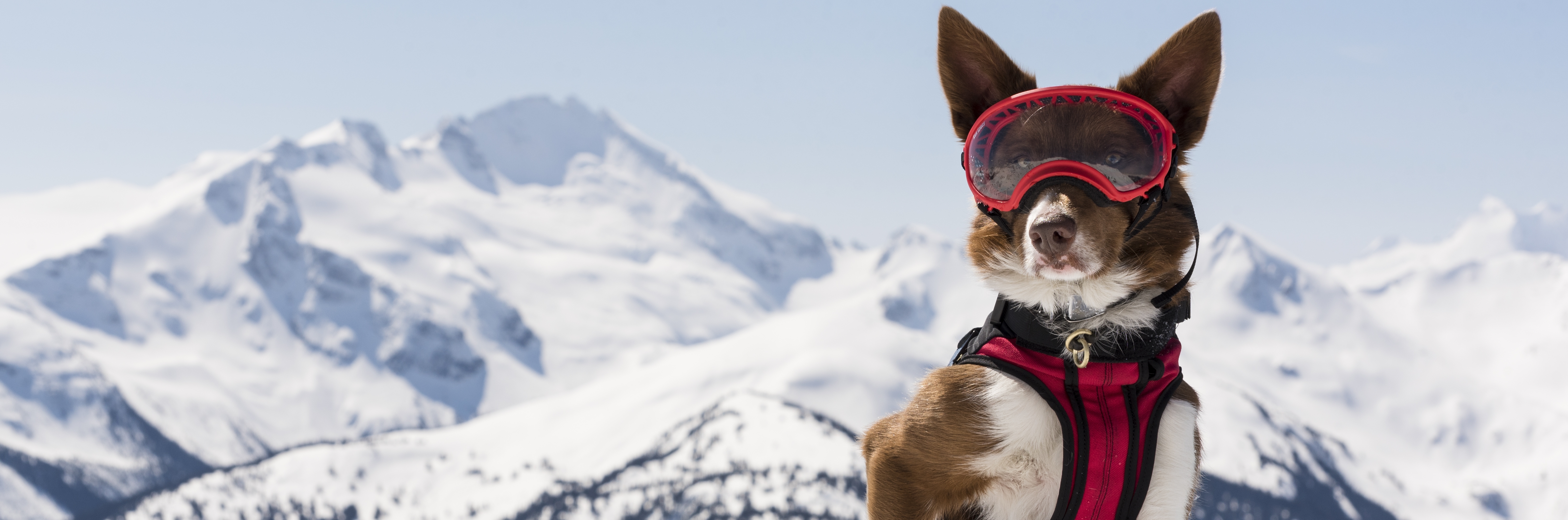 super chiens 3D