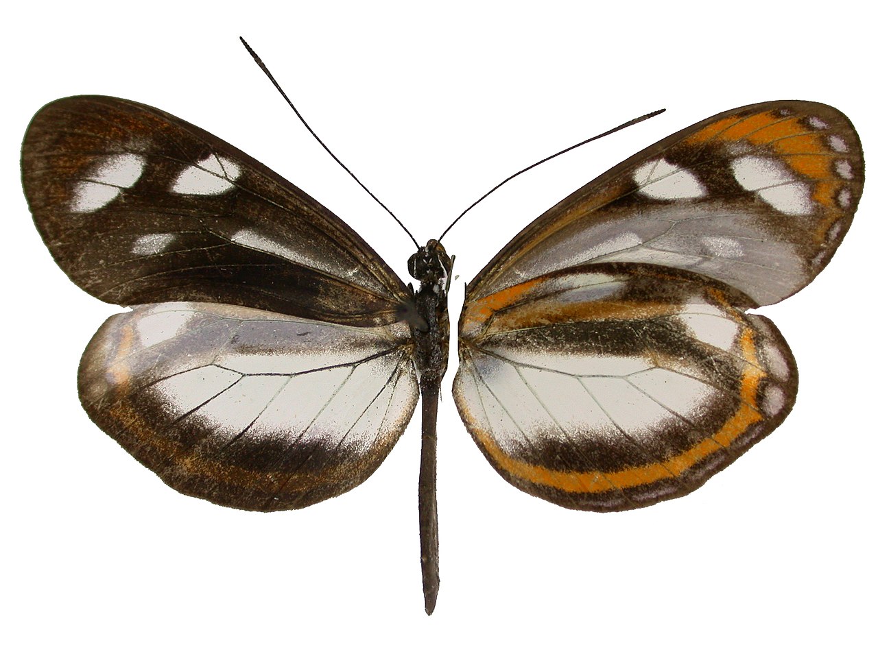 Papillon de l’espèce Dismorphia theucarilla