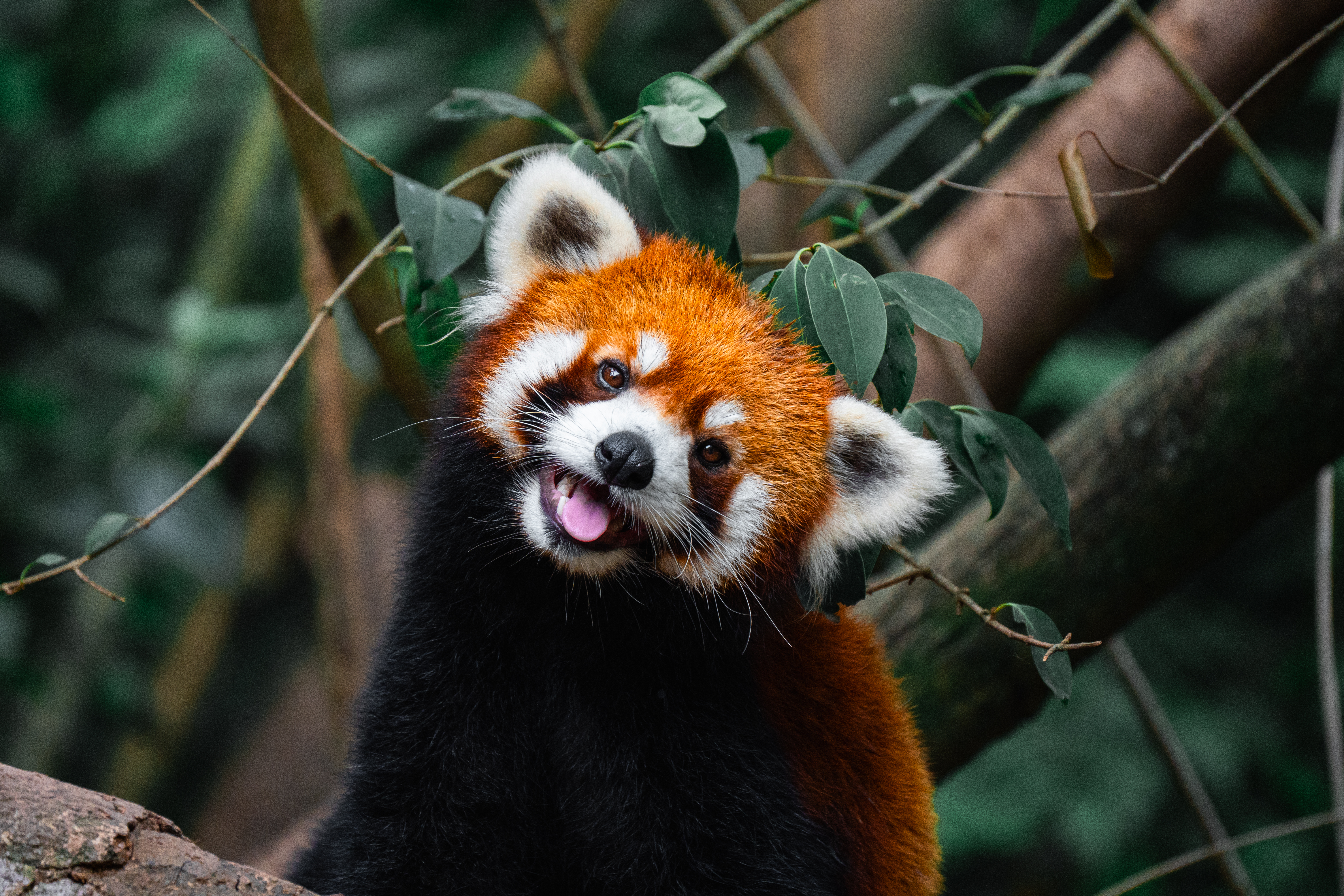 The Red Panda, King of the Trees