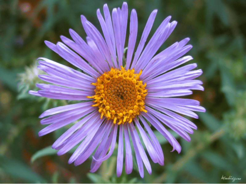 Photo d'une aster de la Nouvelle-Angleterre 