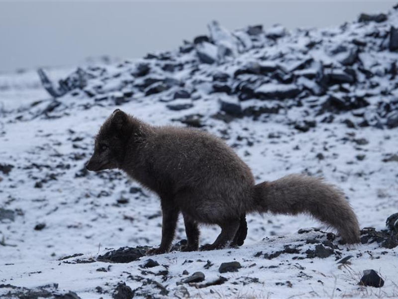 Renard (C) Émilie Desjardins (3)