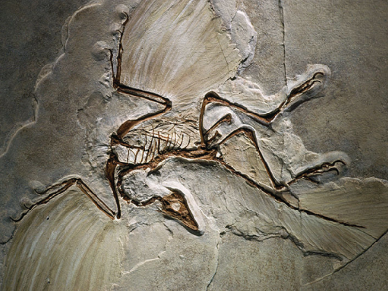 Photo d'un Fossile d'archéoptéryx 