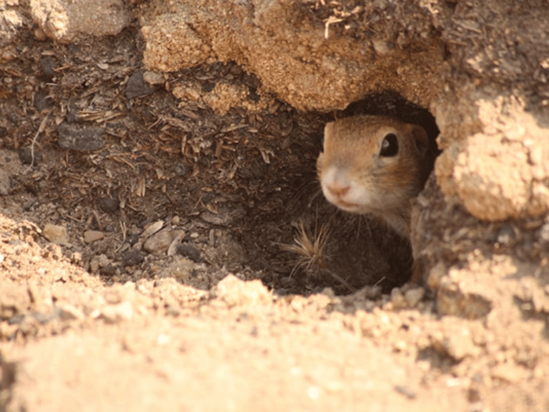 Photo d'un animal qui s'abrite