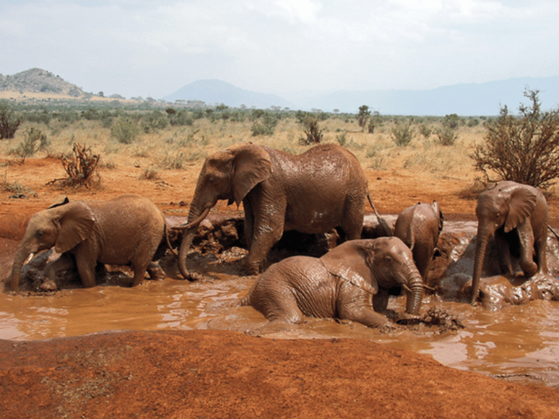 Photos des éléphants