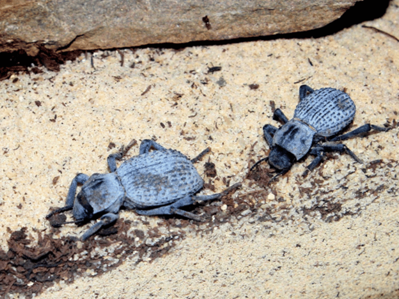 Photo du scarabée Absolus verrucosus 