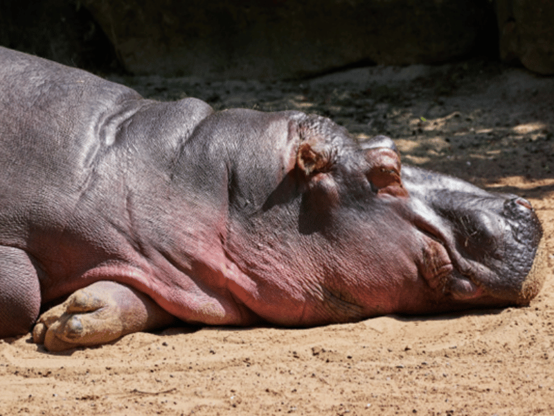 Photo d'un hippopotames