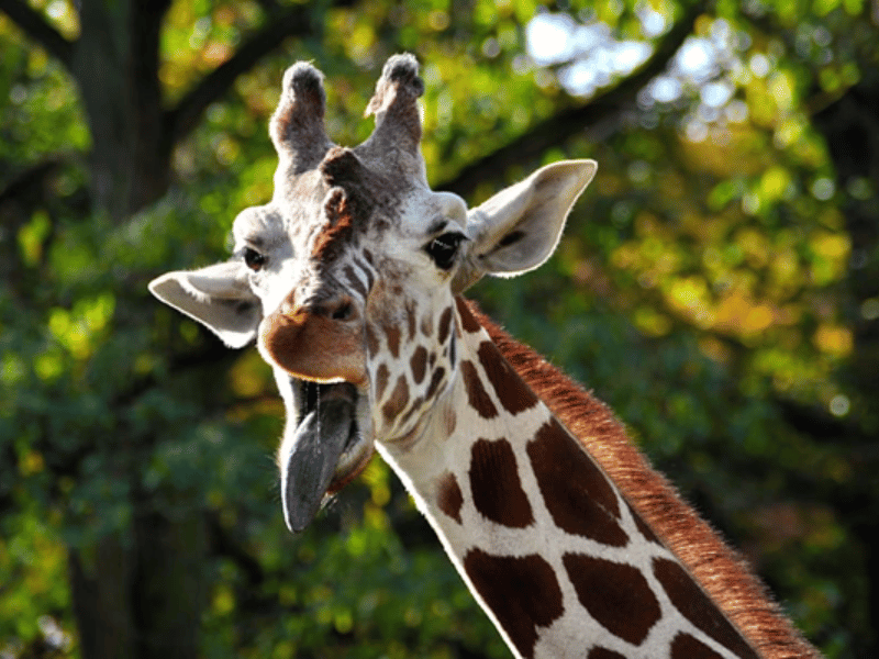 Photo d'une girafe
