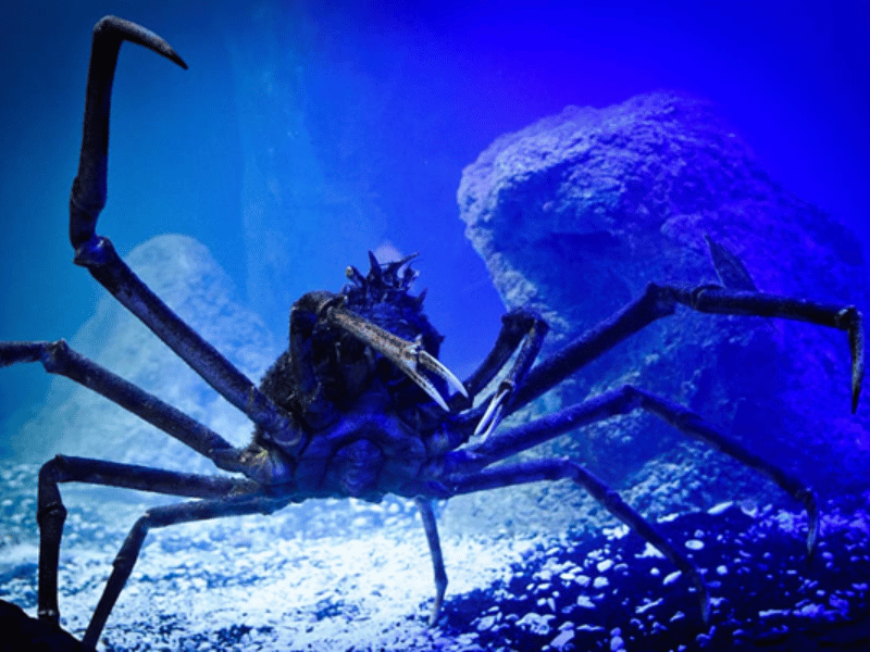 Photo d'un crabe noir