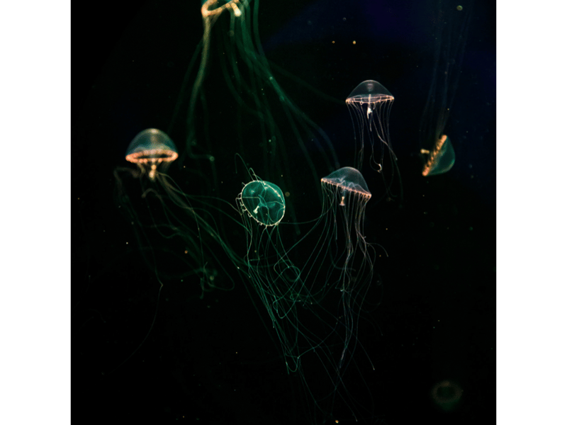 Grâce à des yeux adaptés et à la bioluminescence