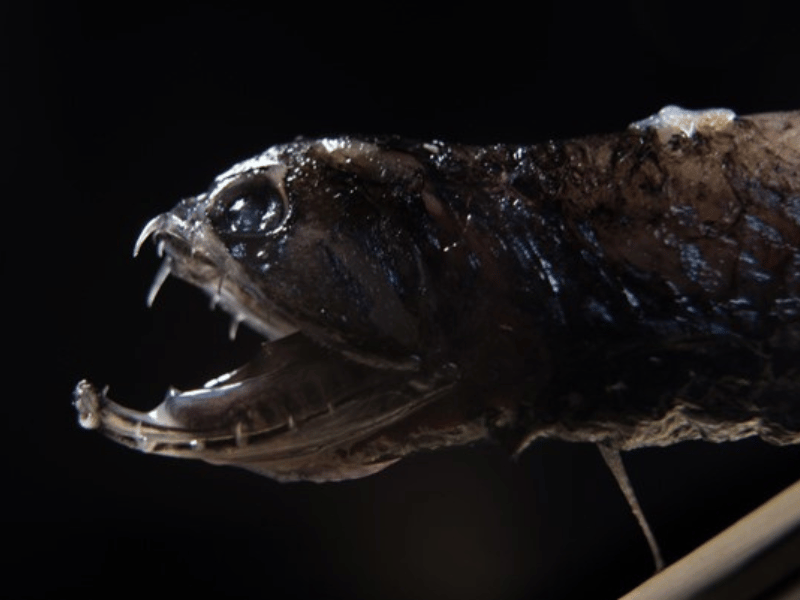 Photo d'un poisson-dragon des profondeurs transparent.