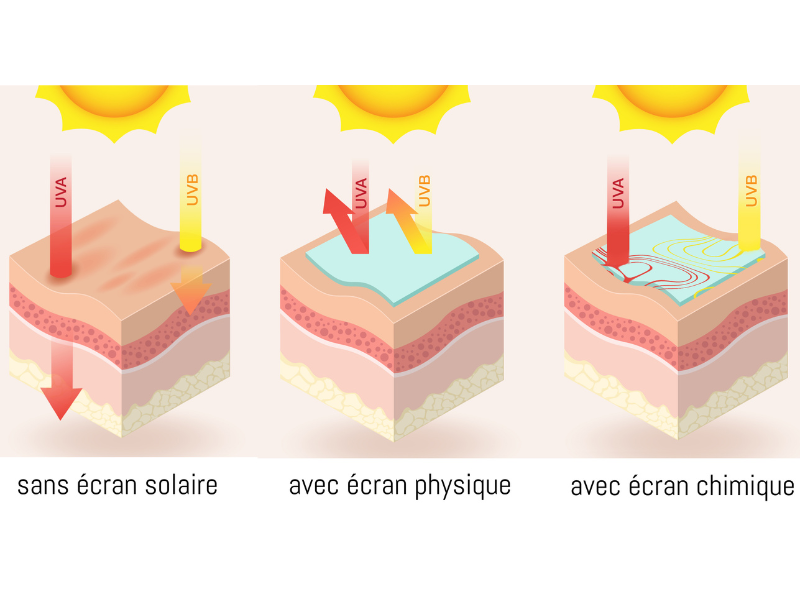 Image montrant la peau sans écran solaire, avec écran physique et chimique