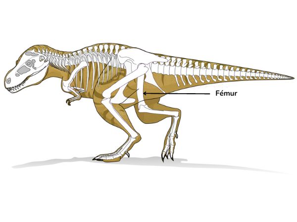 squelette tyranosaurus rex