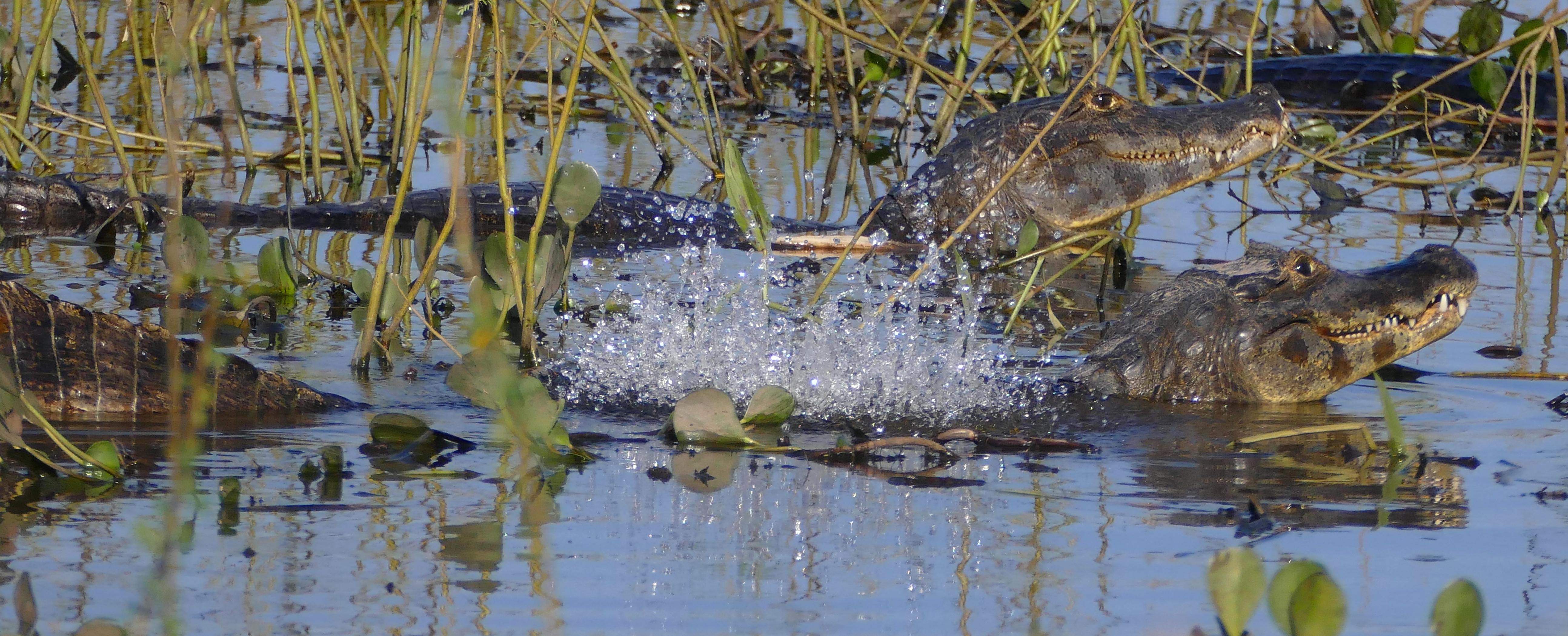 Caiman