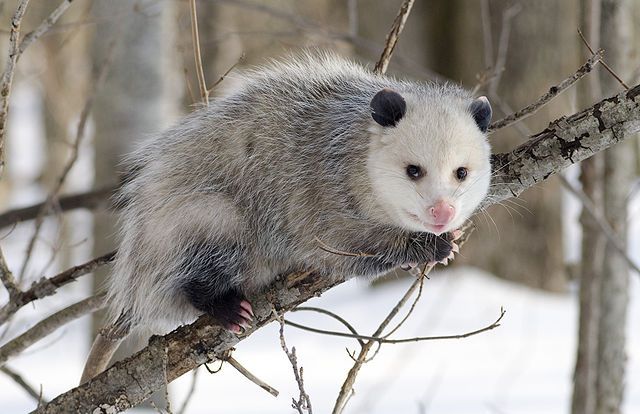 opossum dans neige