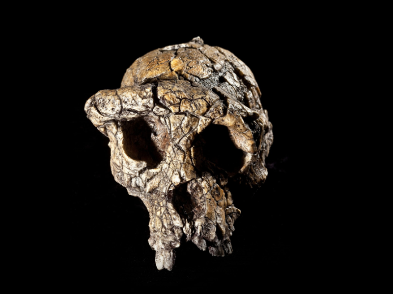 Crâne de Sahelanthropus tchadensis © Attie Gerber / Getty Images / iStockphoto 