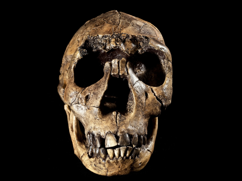 Crâne d’Homo ergaster © Sabena Jane Blackbird / Alamy Stock Photo 