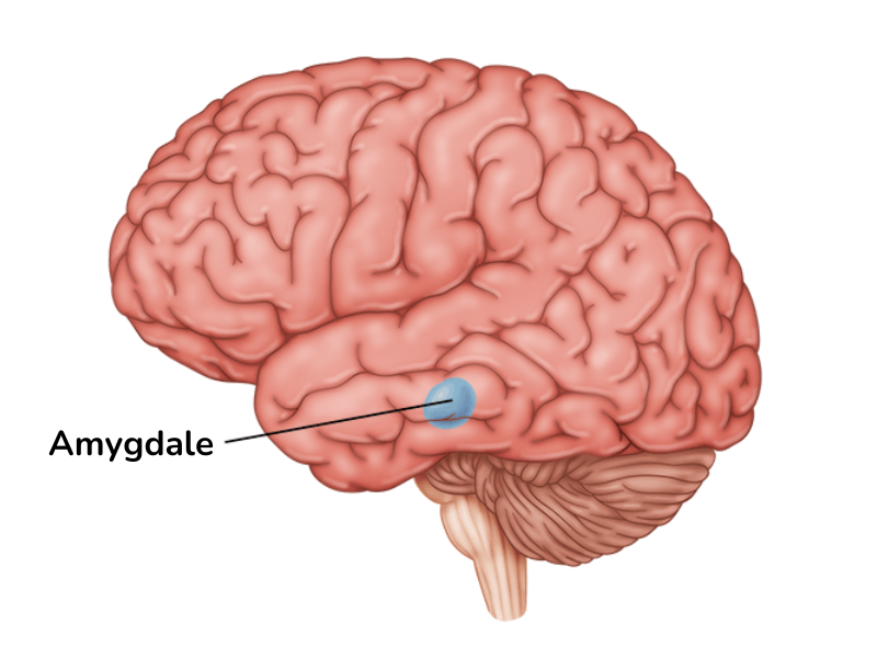 Photo montrant le cerveau et l'amydale