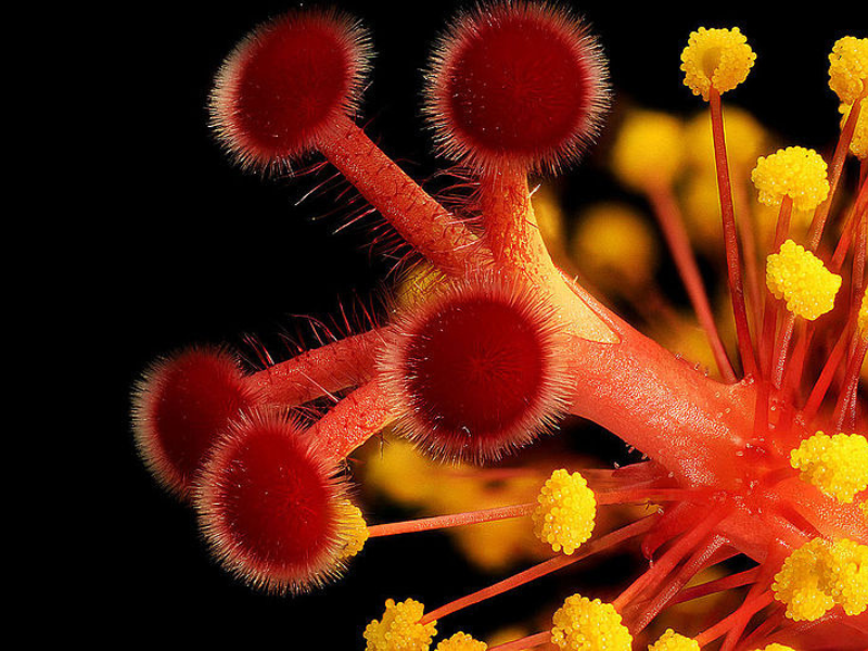 Certaines fleurs comportent des étamines (boules jaunes) et des pistils (boules rouges), leur permettant de s'autopolliniser. © Benjamin Smith / Creative Commons