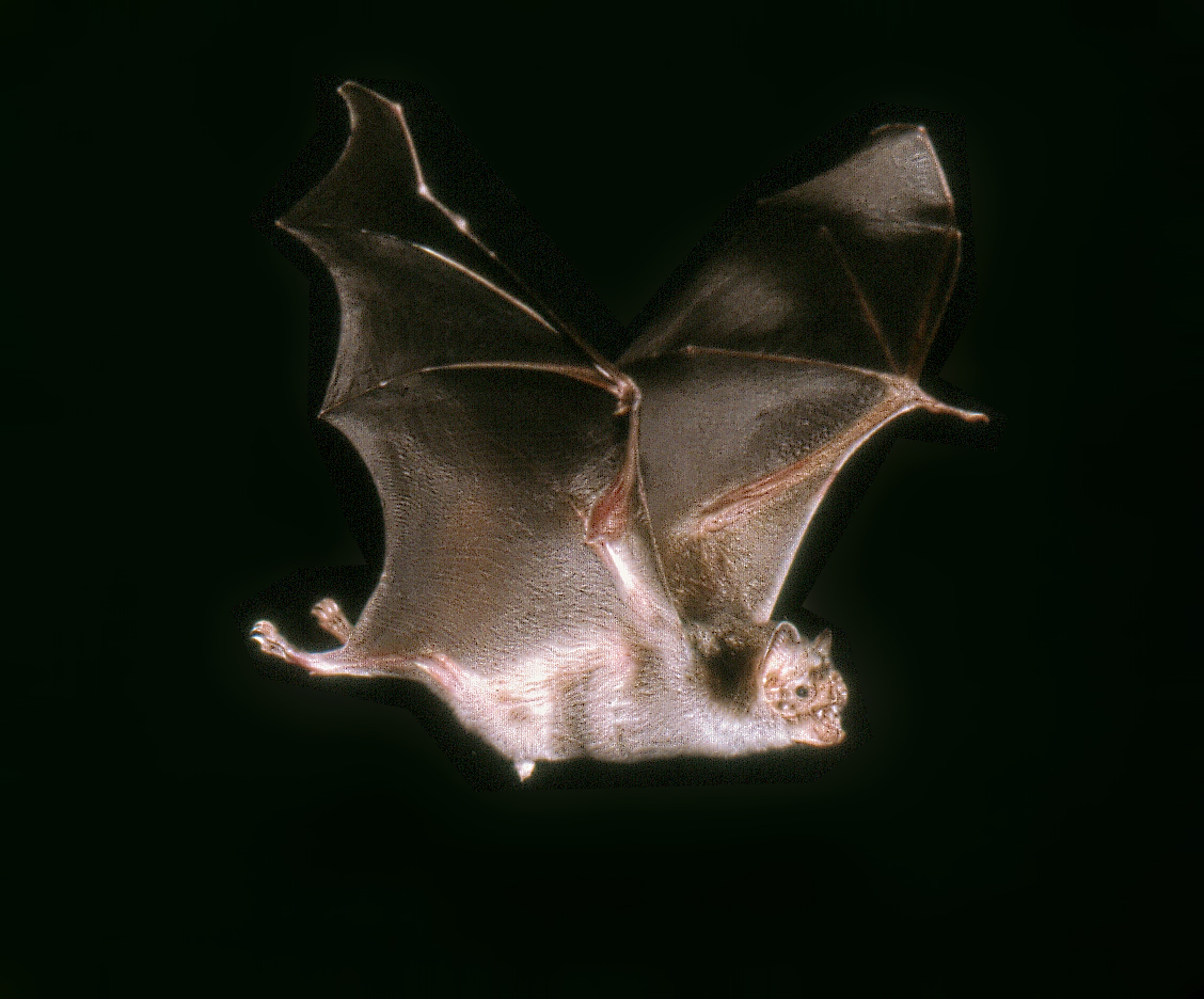 Chauve-souris vampire