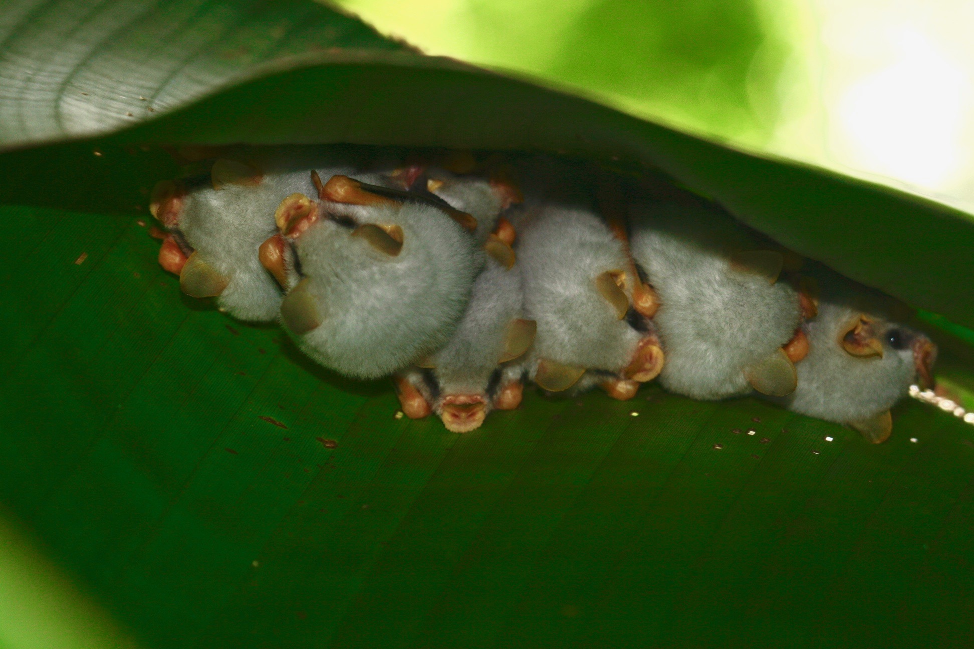 Chauve-souris blanche du Honduras