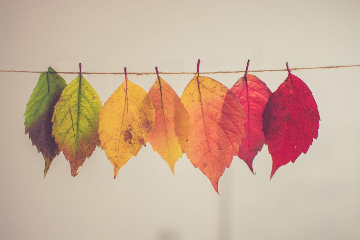 Pourquoi les feuilles changent-elles de couleur à l’automne? | Centre ...