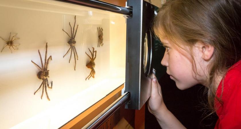 Les Araignees De La Peur A La Fascination Centre Des Sciences De Montreal