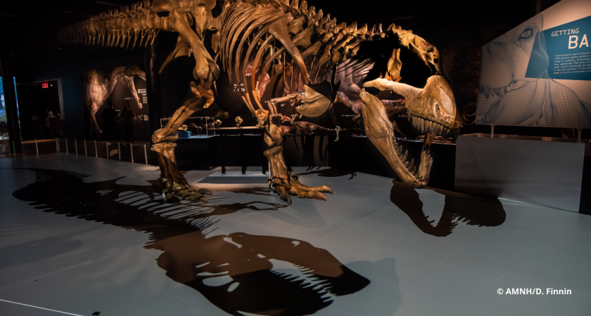 T.rex