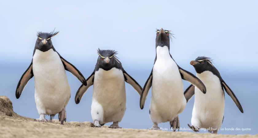 DRÔLES DE BÊTES – Un safari photo hilarant!
