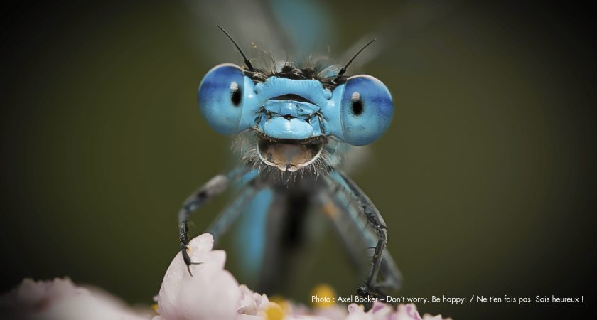 DRÔLES DE BÊTES – Un safari photo hilarant!