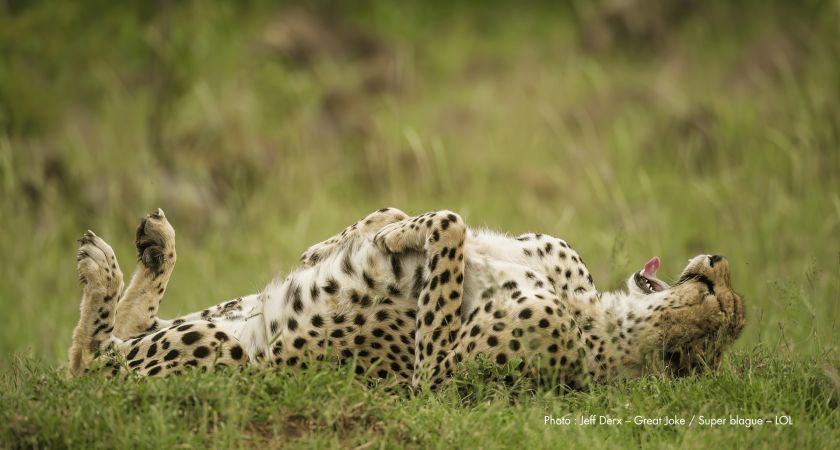 DRÔLES DE BÊTES – Un safari photo hilarant!